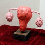 Sculpture of an anotomically correct uterus made of mixed media