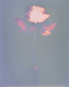 Lumen of a rose