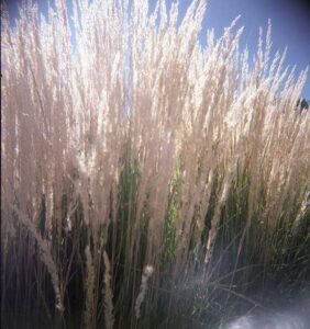 A photograph of tall grass in color