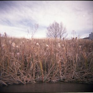 a color image of cattails on a river